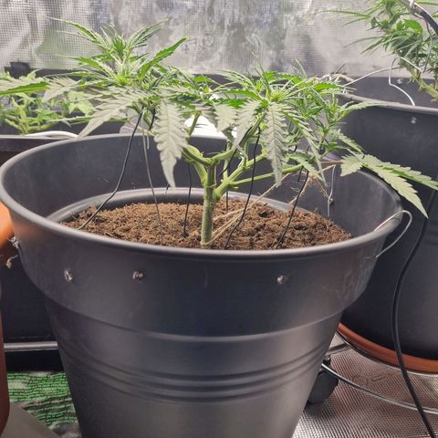 Melissa Bomb growlog timeline photo