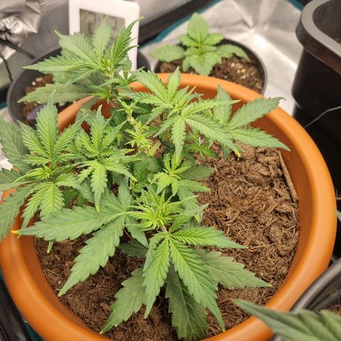 Patricia's Bitch Ass growlog timeline photo