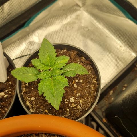 Her name's Bruciepoo growlog timeline photo