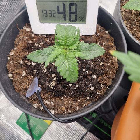 It's Brittney Biscotti Bitch growlog timeline photo