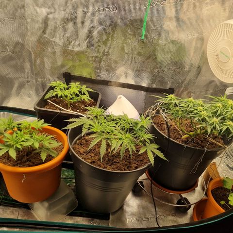 Melissa Bomb growlog timeline photo
