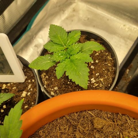 Her name's Bruciepoo growlog timeline photo