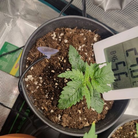 It's Brittney Biscotti Bitch growlog timeline photo