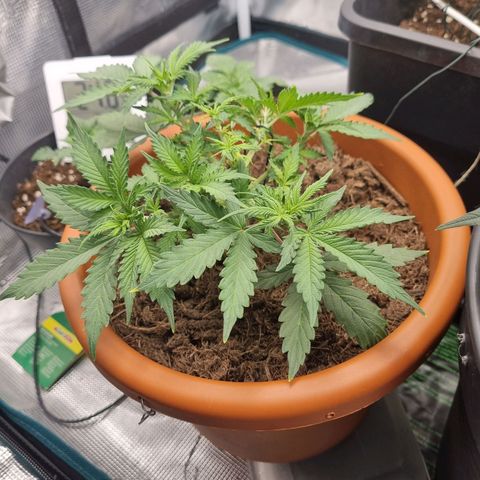 Patricia's Bitch Ass growlog timeline photo