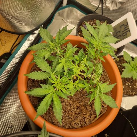 Patricia's Bitch Ass growlog timeline photo