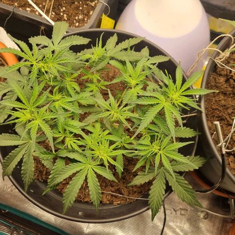 Melissa Bomb growlog timeline photo
