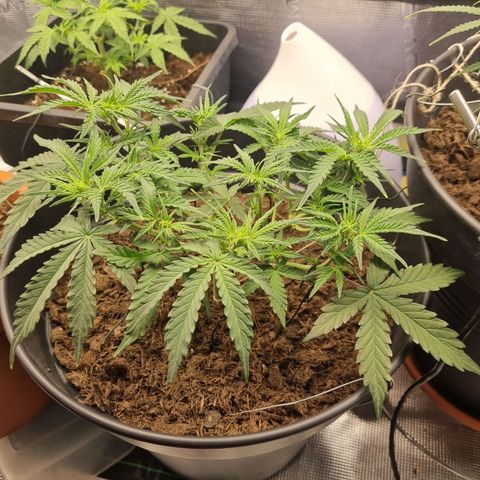 Melissa Bomb growlog timeline photo