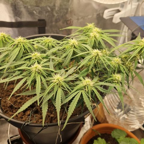 Bettii growlog timeline photo