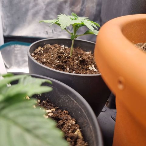 Her name's Bruciepoo growlog timeline photo