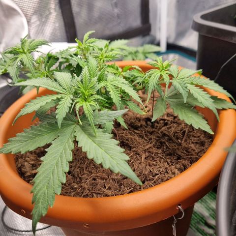 Patricia's Bitch Ass growlog timeline photo