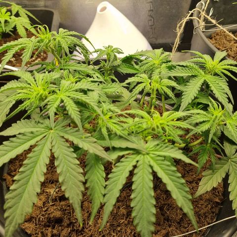 Melissa Bomb growlog timeline photo