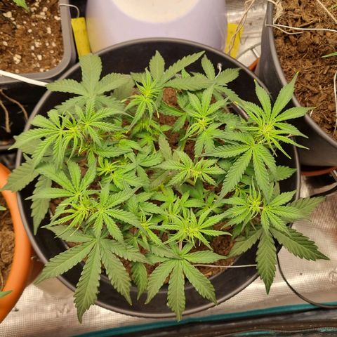 Melissa Bomb growlog timeline photo