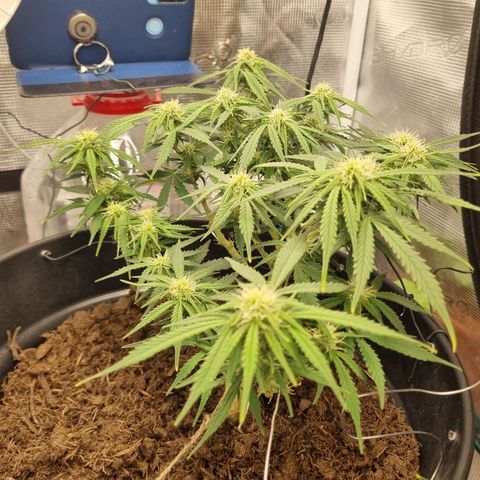 Bettii growlog timeline photo