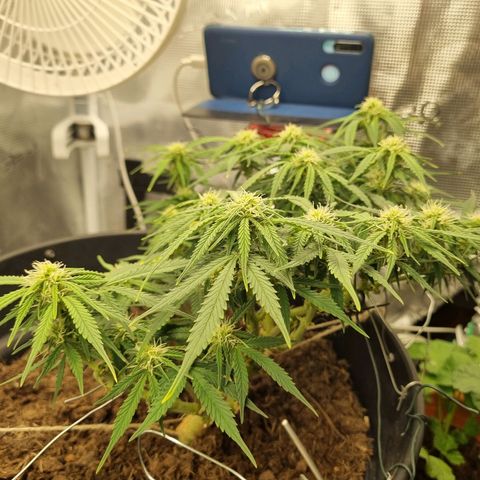 Bettii growlog timeline photo