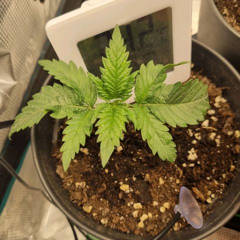It's Brittney Biscotti Bitch growlog timeline photo