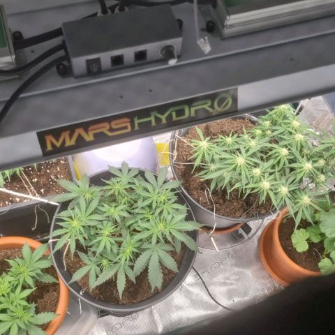 It's Brittney Biscotti Bitch growlog timeline photo