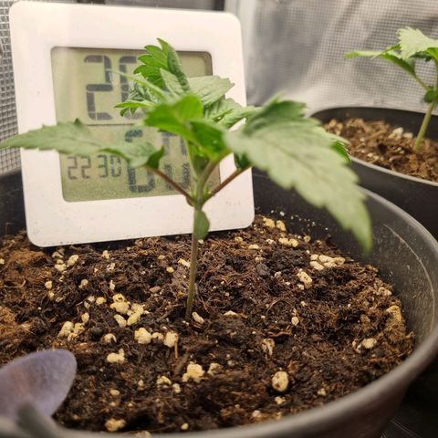 It's Brittney Biscotti Bitch growlog timeline photo
