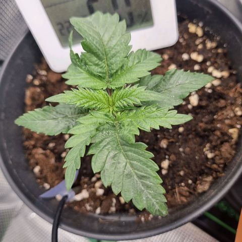It's Brittney Biscotti Bitch growlog timeline photo
