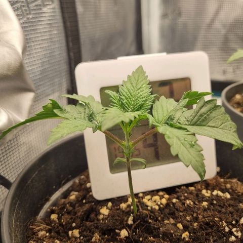 It's Brittney Biscotti Bitch growlog timeline photo