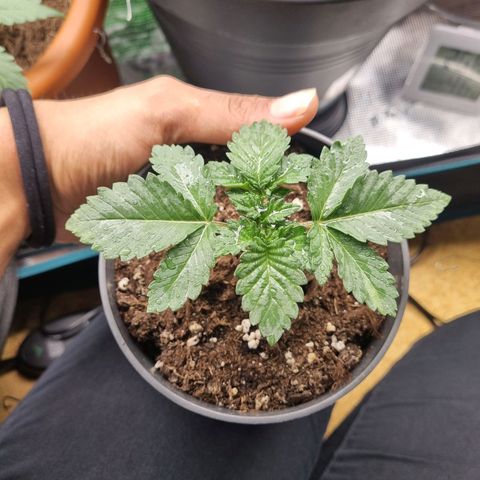 Her name's Bruciepoo growlog timeline photo