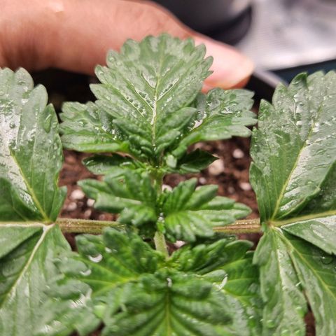 Her name's Bruciepoo growlog timeline photo
