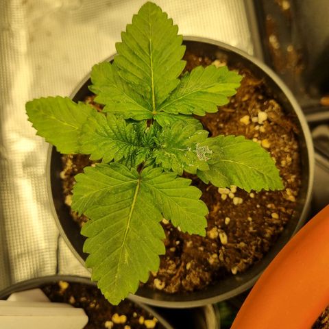 Her name's Bruciepoo growlog timeline photo