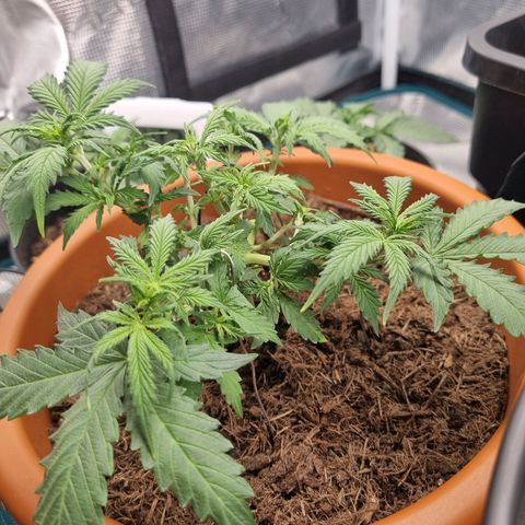 Patricia's Bitch Ass growlog timeline photo
