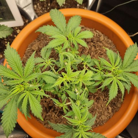Patricia's Bitch Ass growlog timeline photo