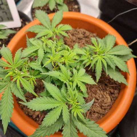 Patricia's Bitch Ass growlog timeline photo