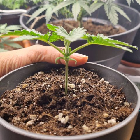 Her name's Bruciepoo growlog timeline photo