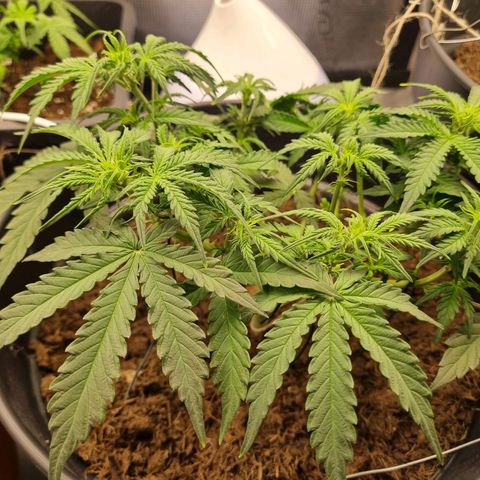 Melissa Bomb growlog timeline photo