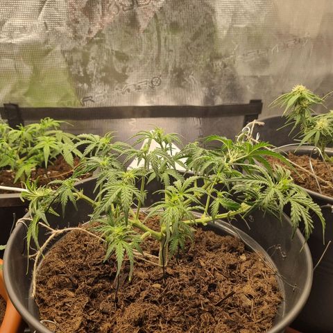 Melissa Bomb growlog timeline photo