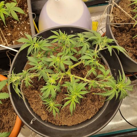 Melissa Bomb growlog timeline photo