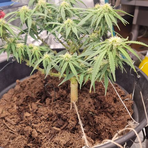 Bettii growlog timeline photo