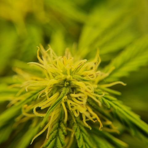 Bettii growlog timeline photo