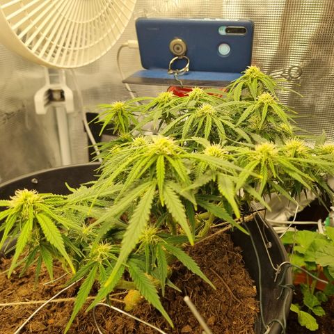 Bettii growlog timeline photo