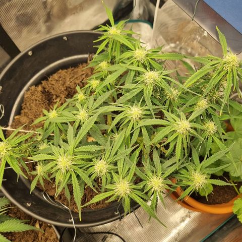 Bettii growlog timeline photo