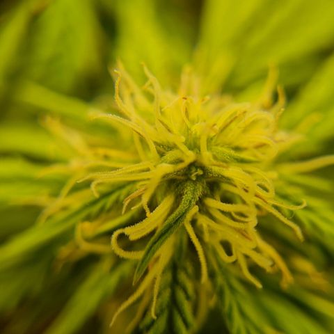 Bettii growlog timeline photo