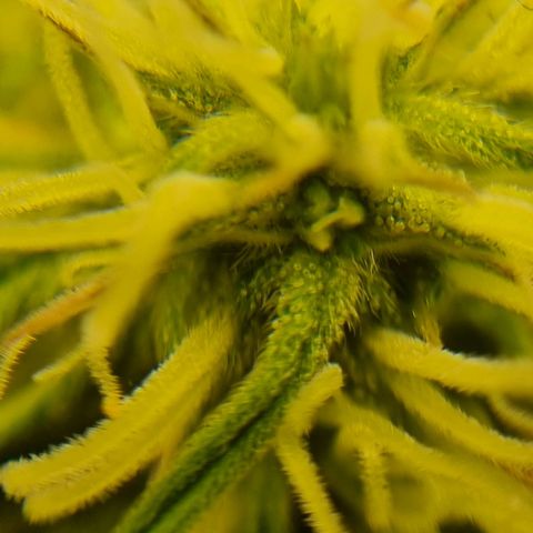 Bettii growlog timeline photo