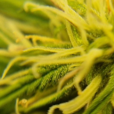 Bettii growlog timeline photo