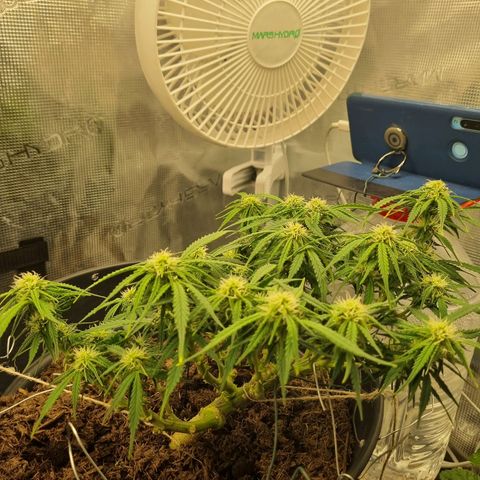 Bettii growlog timeline photo