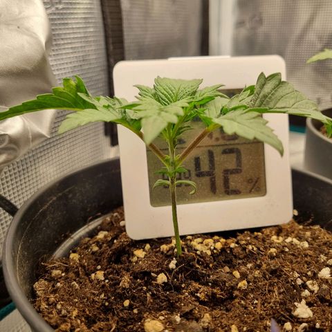 It's Brittney Biscotti Bitch growlog timeline photo