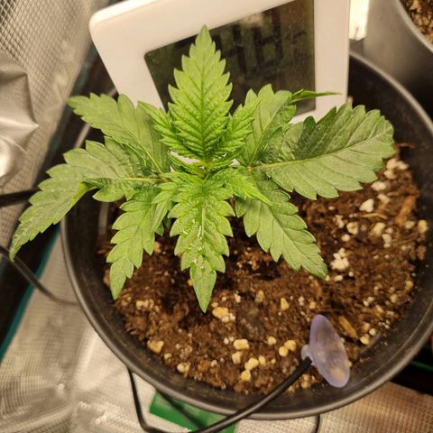It's Brittney Biscotti Bitch growlog timeline photo