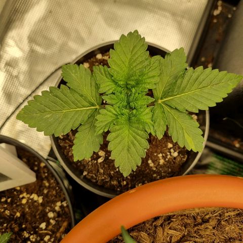 Her name's Bruciepoo growlog timeline photo