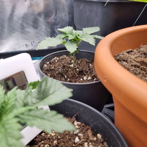 Her name's Bruciepoo growlog timeline photo