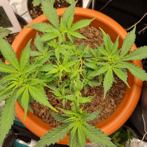 Patricia's Bitch Ass growlog timeline photo