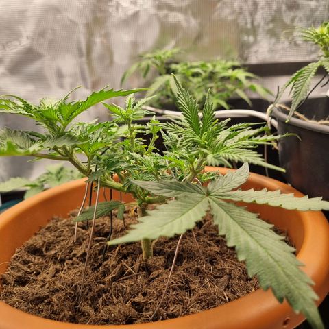 Patricia's Bitch Ass growlog timeline photo