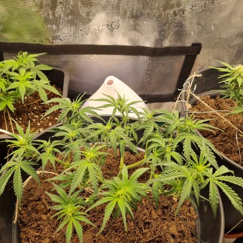 Melissa Bomb growlog timeline photo
