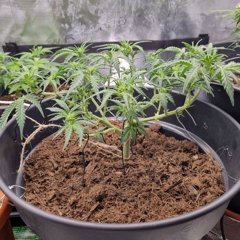 Melissa Bomb growlog timeline photo