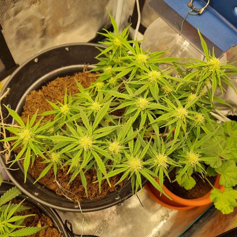 Bettii growlog timeline photo